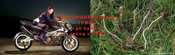 мяу мяу мука Новокубанск